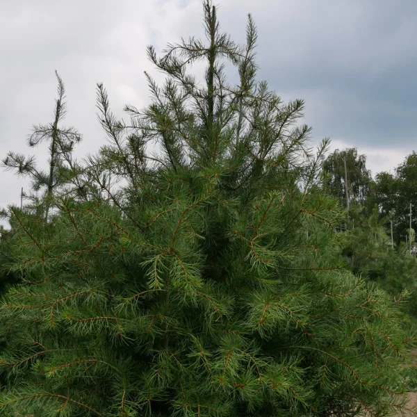 Pinus bungeana &ndash; borovice Bungeova
