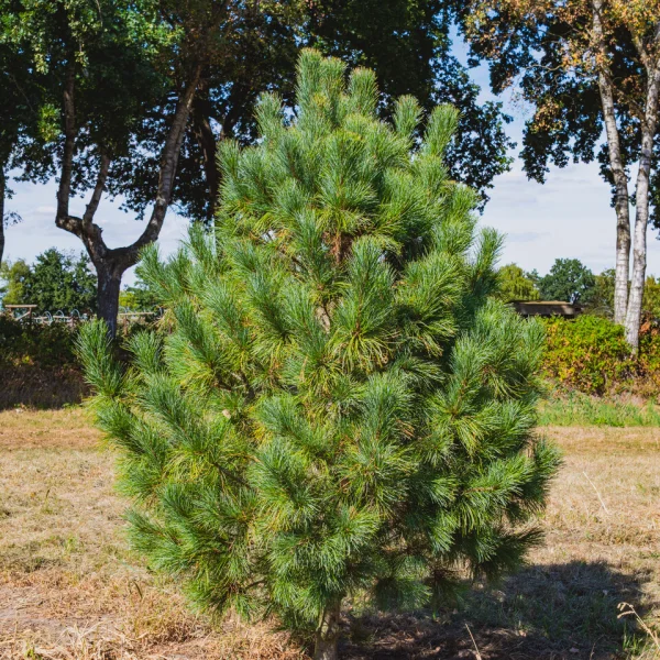 Pinus cembra &ndash; borovice limba