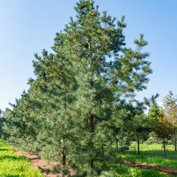 Pinus flexilis 'Vanderwolf's Pyramid' &ndash; borovice ohebná 'Vanderwolf's Pyramid'