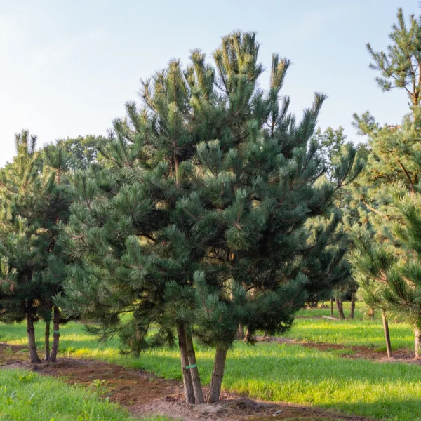 Pinus nigra subsp. nigra &ndash; Borovice černá