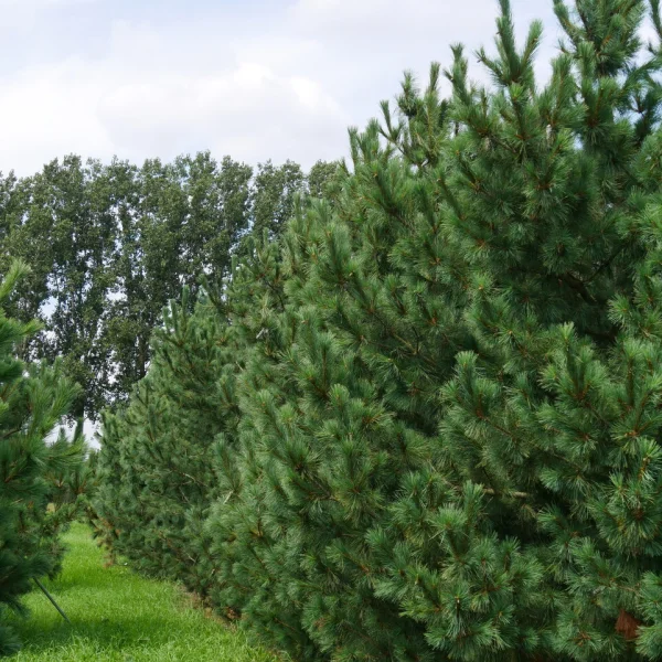 Pinus peuce &ndash; borovice rumelská