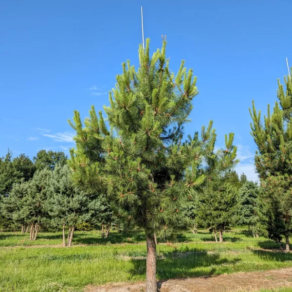 Pinus pinaster &ndash; borovice přímořská