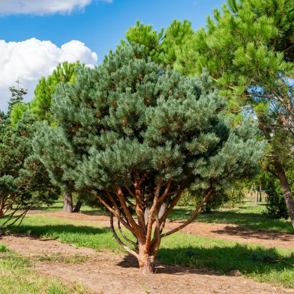 Pinus sylvestris 'Watereri' &ndash; borovice lesní 'Watereri'