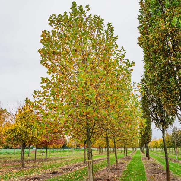 Platanus ×hispanica  TREEVOLUTION® ('Woodside Column') &ndash; platan javorolistý TREEVOLUTION® ('Woodside Column')