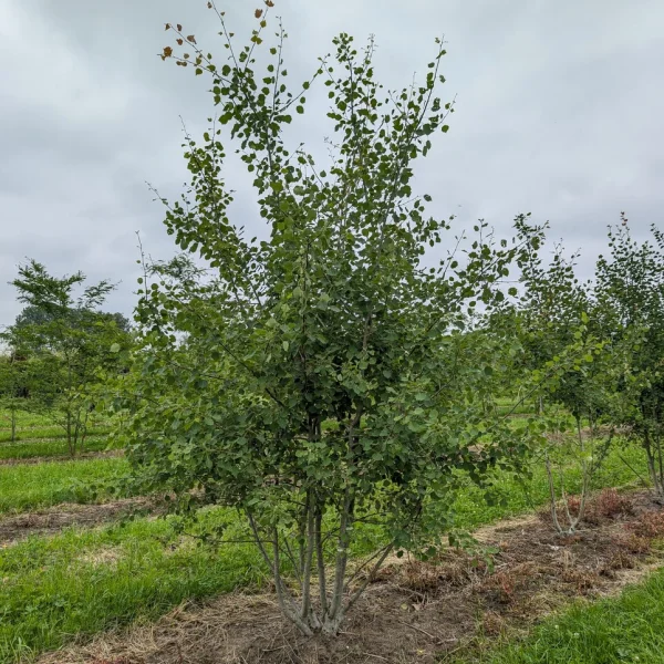 Populus tremula &ndash; topol osika