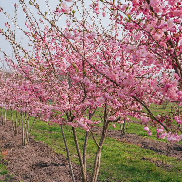 Prunus 'Accolade' – višeň chloupkatá 'Accolade'