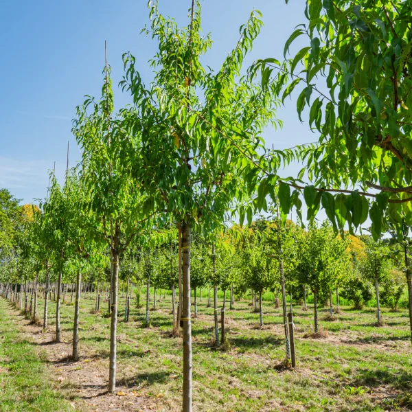 Prunus dulcis &ndash; mandloň obecná