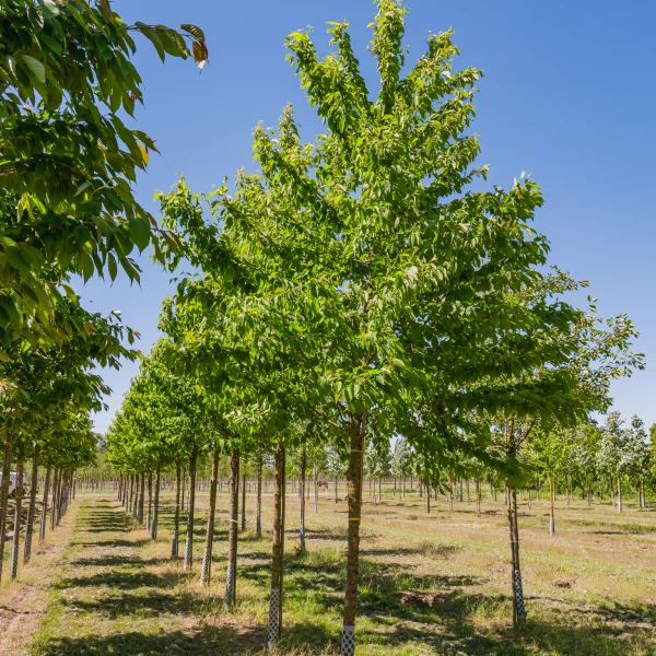 Prunus maackii &ndash; střemcha Macckii