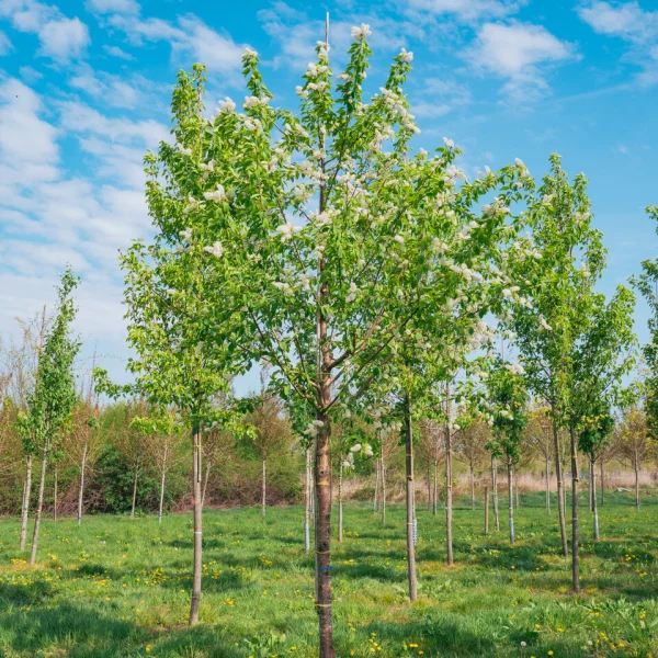 Prunus maackii 'Amber Beauty' &ndash; střemcha Macckii 'Amber Beauty'