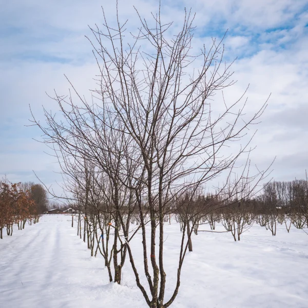 Prunus 'Mahogany Lustre' &ndash; okrasná třešeň 'Mahogany Lustre'