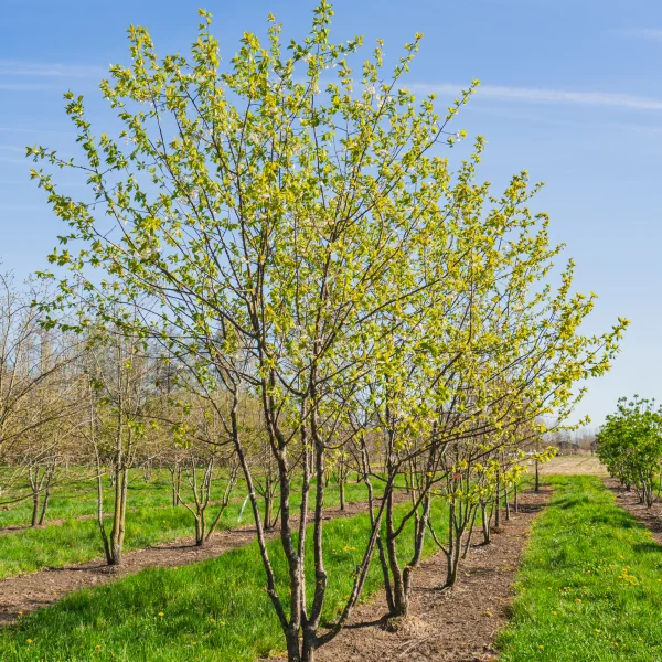 Prunus 'Mahogany Lustre' &ndash; okrasná třešeň 'Mahogany Lustre'
