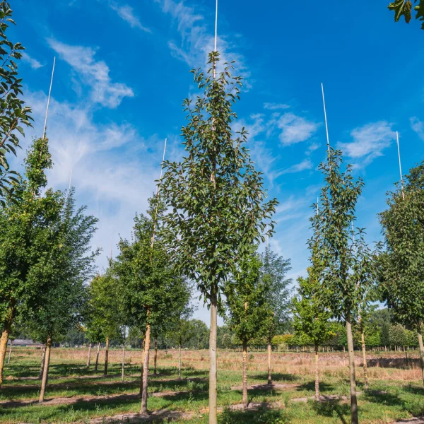 Prunus padus 'Watereri' &ndash; střemcha obecná 'Watereri'