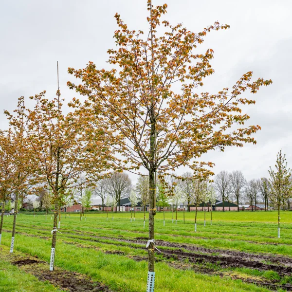 Prunus sargentii 'Charles Sargent' &ndash; višeň sargentova 'Charles Sargent'