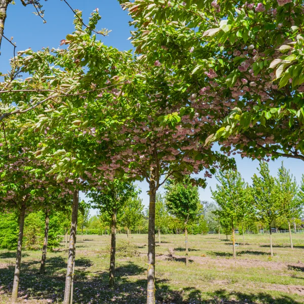Prunus serrulata 'Fugenzo' &ndash; slivoň pilovitá 'Fugenzo'
