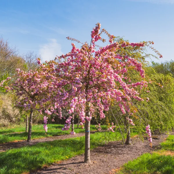Prunus 'Kiku-shidare-zakura' &ndash; okrasná třešeň 'Kiku-shidare-zakura'