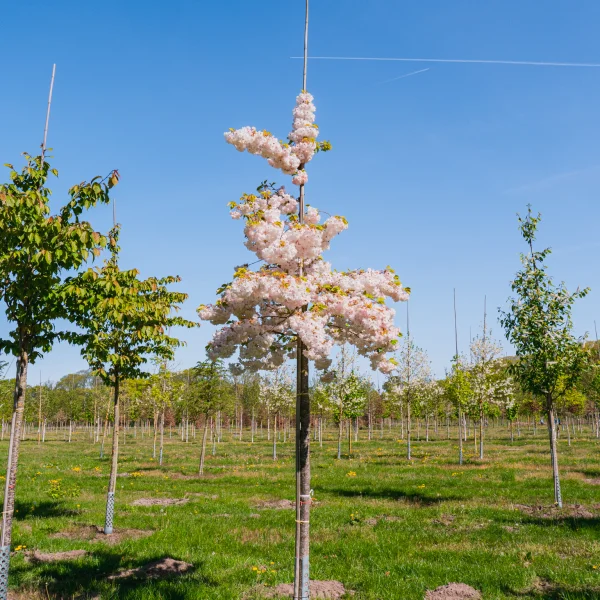 Prunus serrulata 'Shôgetsu' &ndash; slivoň pilovitá 'Shôgetsu'