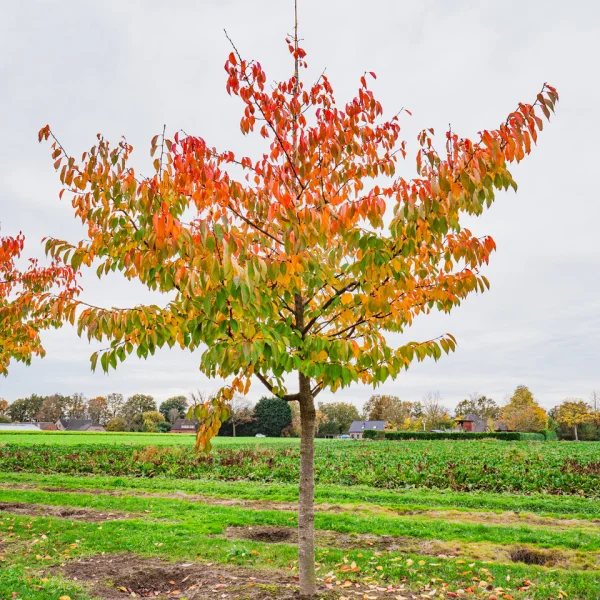 Prunus serrulata 'Taihaku' &ndash; sakura ozdobná 'Taihaku'