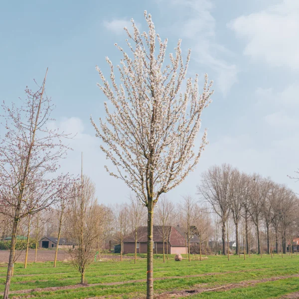 Prunus 'Umineko' &ndash; slivoň okrasná 'Umineko'