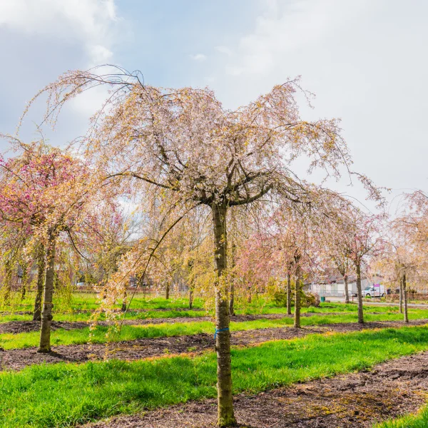 Prunus ×subhirtella 'Pendula' &ndash; višeň chloupkatá 'Pendula'