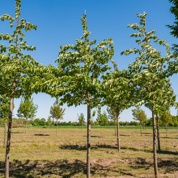 Prunus serrulata 'Shirotae' &ndash; třešeň pilovitá 'Shirotae'