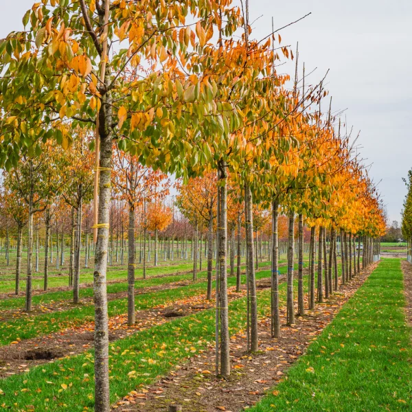 Prunus serrulata 'Shirotae' &ndash; třešeň pilovitá 'Shirotae'