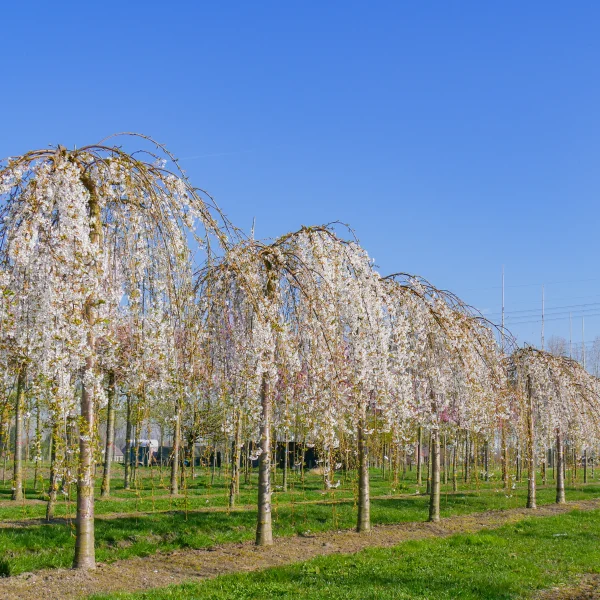 Prunus ×yedoensis 'Shidare-yoshino' &ndash; višeň jedoská 'Shidare-yoshino'