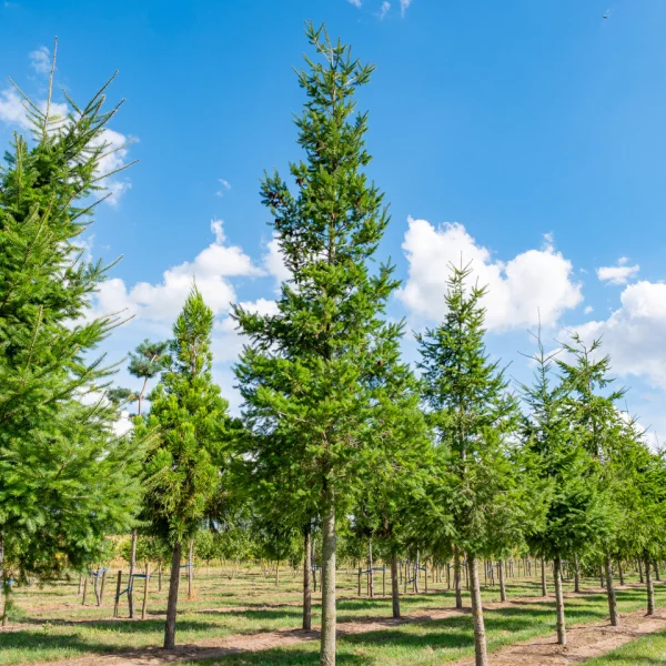 Pseudotsuga menziesii &ndash; douglaska tisolistá