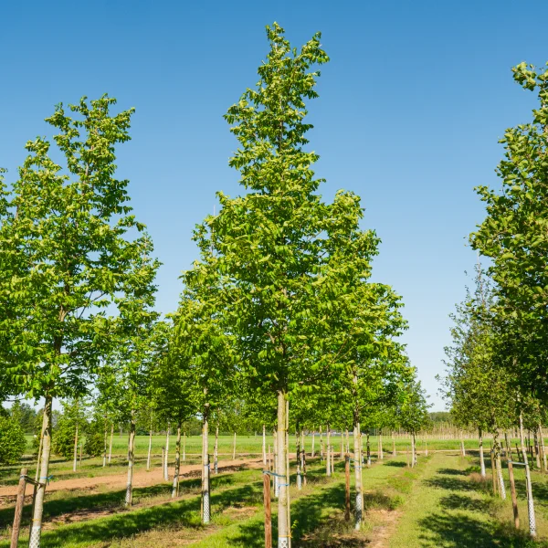 Pterocarya fraxinifolia 'Heereplein' &ndash; lapina jasanolistá 'Heereplein'