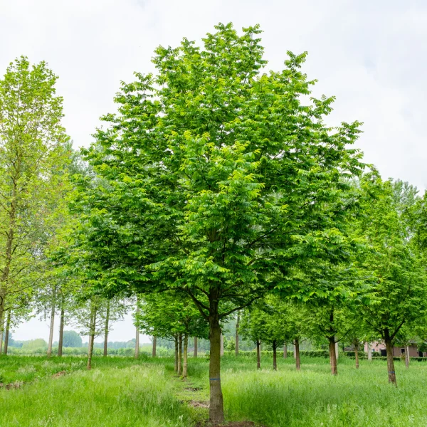 Pterocarya fraxinifolia &ndash; lapina jasanolistá