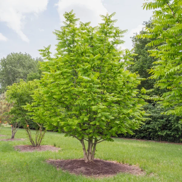 Pterocarya stenoptera &ndash; lapina úzkokřídlá