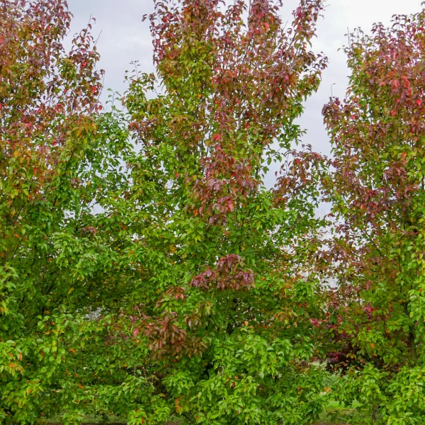 Pyrus calleryana 'Redspire' &ndash; hrušeň Calleryova 'Redspire'