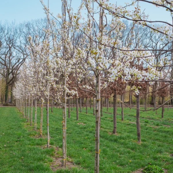 Pyrus sinkiangensis &ndash; hrušeň sinkiangensis