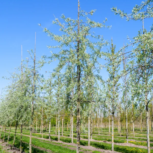 Pyrus salicifolia 'Pendula' &ndash; hrušeň vrbolistá 'Pendula'
