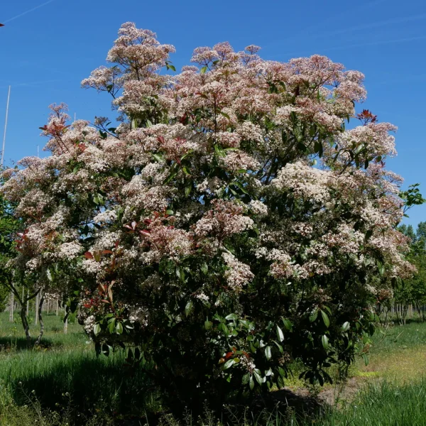 Photinia ×fraseri 'Red Robin' – Blýskalka Fraserova 'Red Robin'