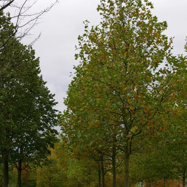 Platanus ×hispanica – platan javorolistý