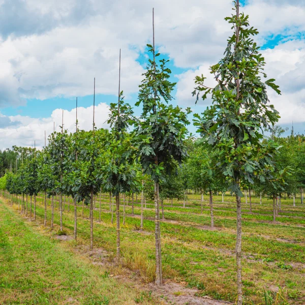 Quercus alba 'Clara' &ndash; dub bílý 'Clara'