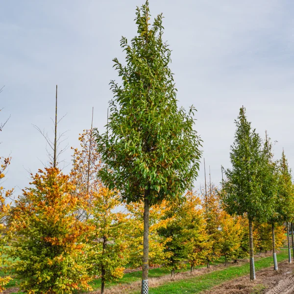 Quercus acutissima &ndash; dub špičatolistý