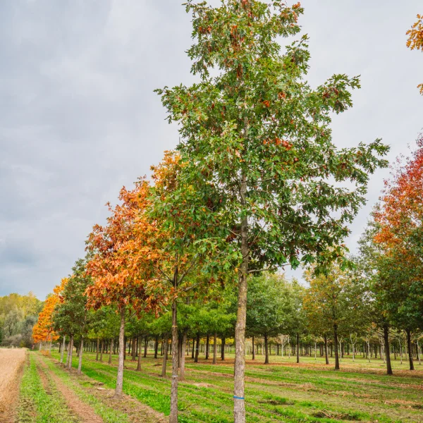 Quercus alba &ndash; dub bílý