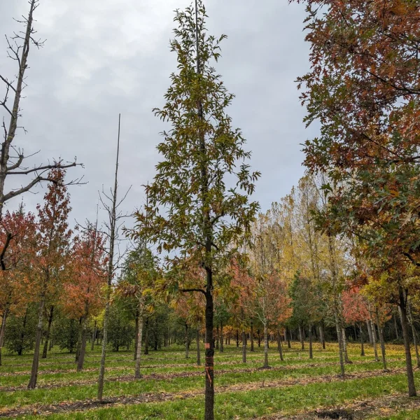 Quercus castaneifolia &ndash; dub kaštanolistý
