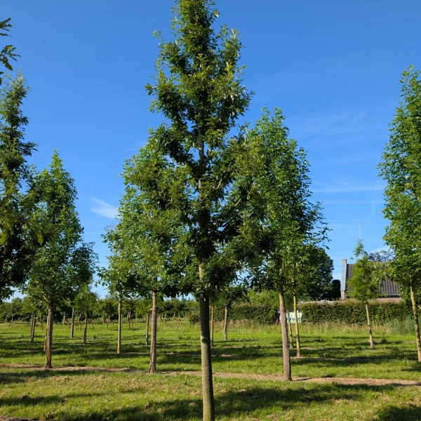 Quercus cerris 'Marvellous' &ndash; dub cer 'Marvellous'
