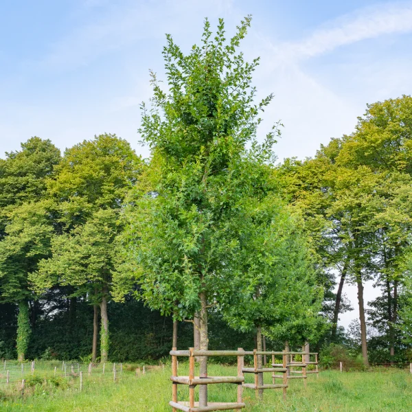 Quercus coccinea 'Splendens' &ndash; dub šarlatový 'Splendens'