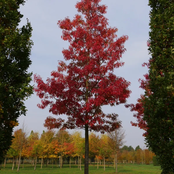 Quercus coccinea 'Splendens' &ndash; dub šarlatový 'Splendens'