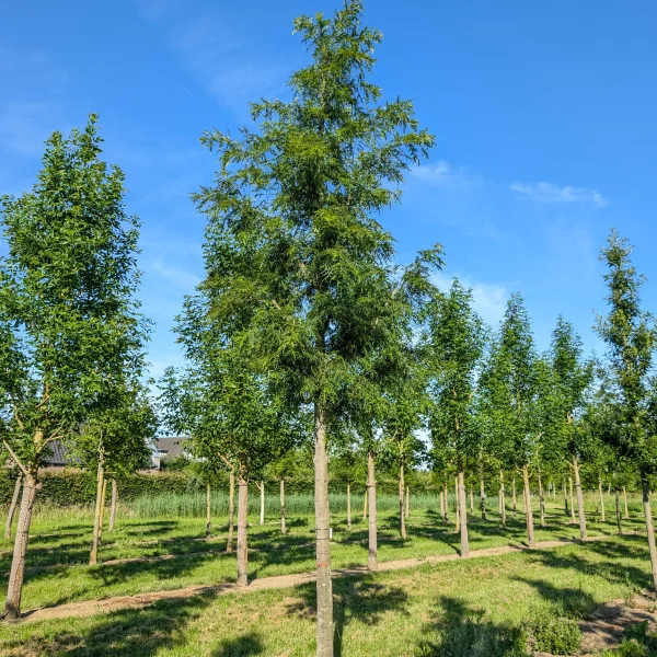 Quercus cerris 'Summer Veil' &ndash; dub cer 'Summer Veil'