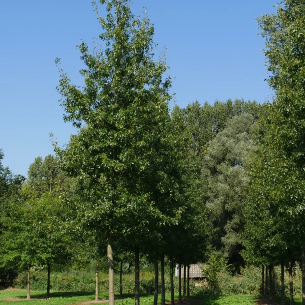 Quercus ellipsoidalis 'Hemelrijk' &ndash; Dub elipsoidní 'Hemelrijk'