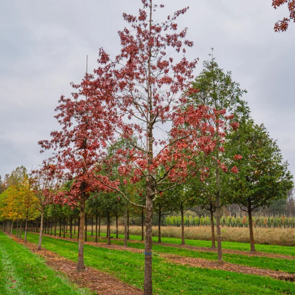 Quercus ellipsoidalis &ndash; Dub elipsoidní