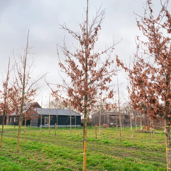 Quercus 'Garden Brilliant' &ndash; dub 'Garden Brilliant'