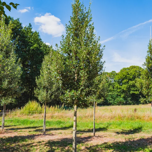Quercus ×hispanica 'Fulhamensis' &ndash; dub španělský 'Fulhamensis'