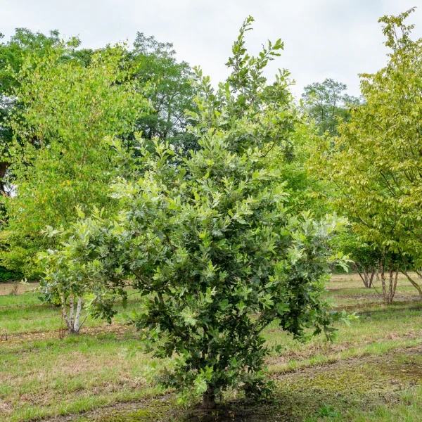 Quercus ithaburensis 'Hemelrijk Silver' &ndash; dub táborský 'Hemelrijk Silver'
