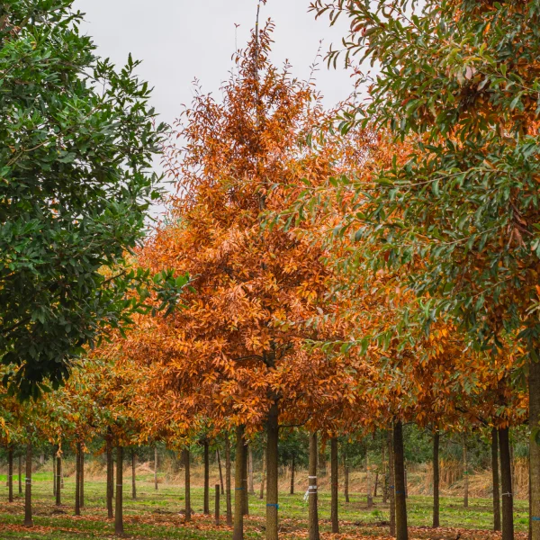 Quercus imbricaria &ndash; dub celokrajný