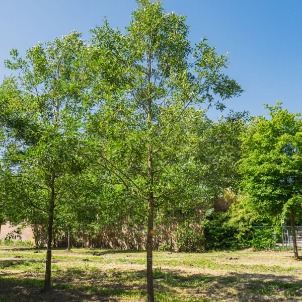 Quercus libani 'Angustfolia' &ndash; dub libanonský 'Angustfolia'